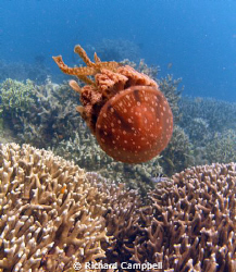 jellyfish--sealife DC1000.... by Richard Campbell 